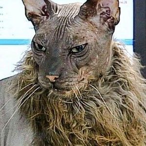 Meet your Posher, Posh